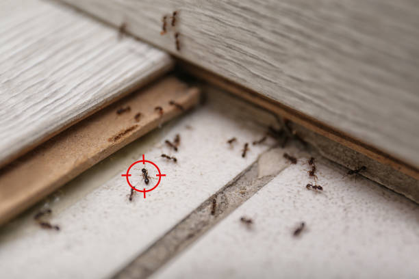 Best Flea Control Services  in Albemarle, NC
