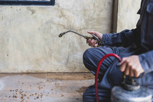 Best Local Pest Control Services  in Albemarle, NC